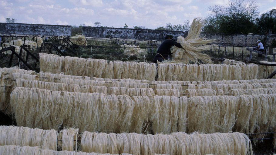 Hemp fibers