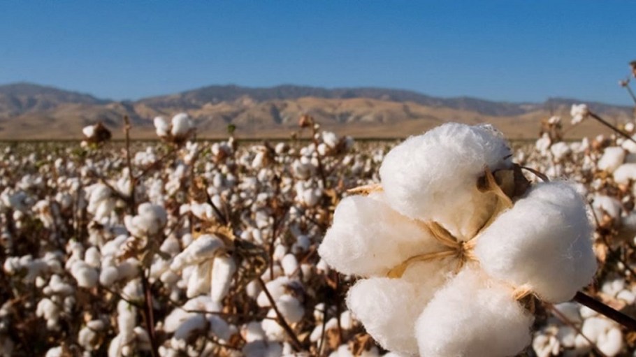The U.S Cotton Trust Protocol will be the lead and is the recipient of the U.S. Climate Smart Cotton Program.