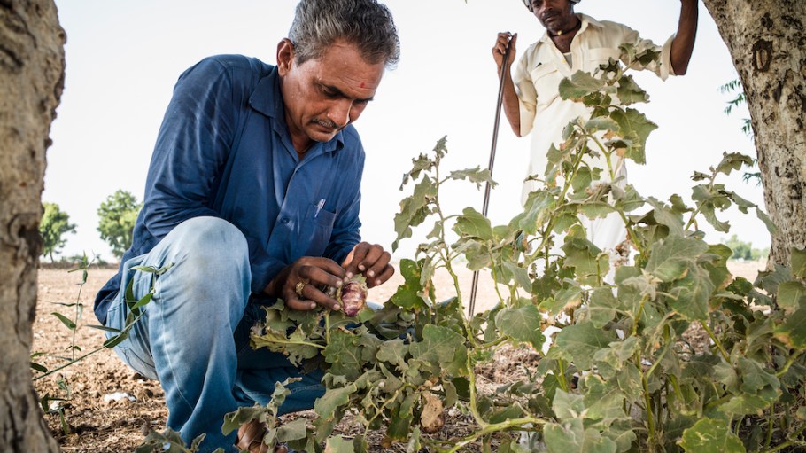 Better Cotton Institute BCI regenerative agriculture
