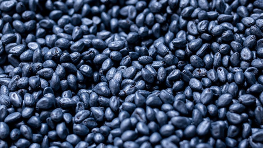 Italian denim mill Candiani is growing its own cotton, a new strain called Blue Seed.