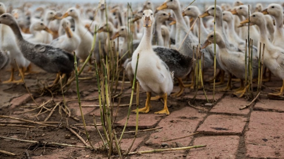 Allied Feather + Down aims to advance animal welfare, sustainability and circularity with the launch of its Renu:Trace recycled and traceable down insulation program.