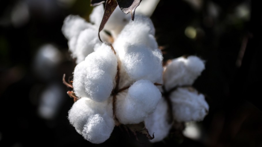 The Delta Framework seeks to make it easier for the private sector, governments and cotton farmers to report effectively on sustainability progress.