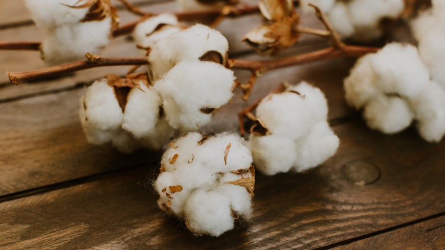 Dried cotton over wooden background