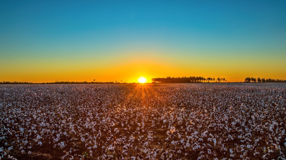 Cotton field