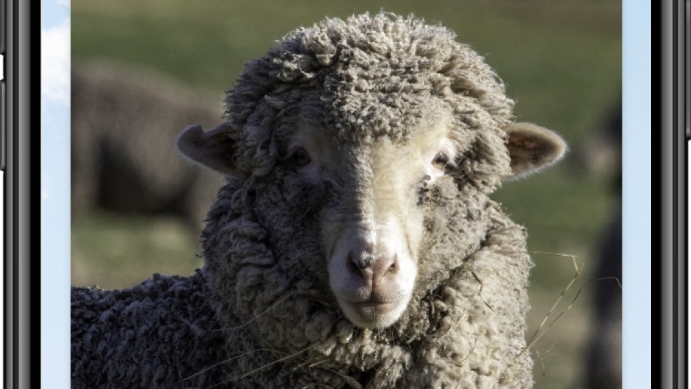 Sheep selfies Sheep Inc. Traceability