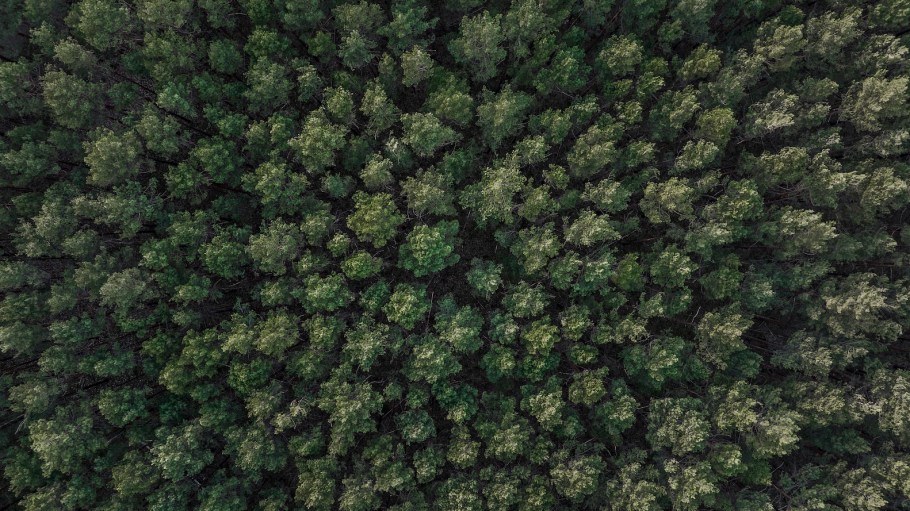 The forest preservation initiative has been working with several of the country’s biggest players.