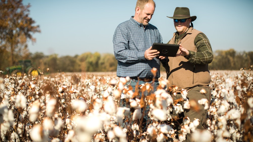 cotton