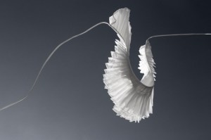 "The collar represents freedom…the freedom of privilege." — Ashlynn Park