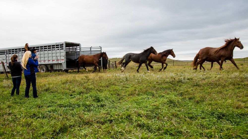 Cana Foundation letting horses roam free – in the name of rewilding.