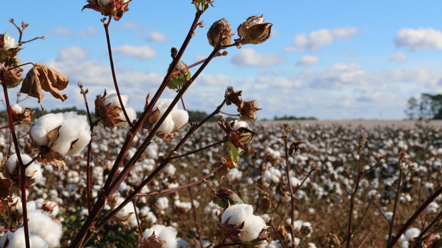 EU cotton growers pursue consumers with sustainability, shorter transport, fewer emissions and traceability.
