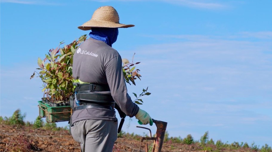 Lenzing plants a tree for each tree felled in its plantation.