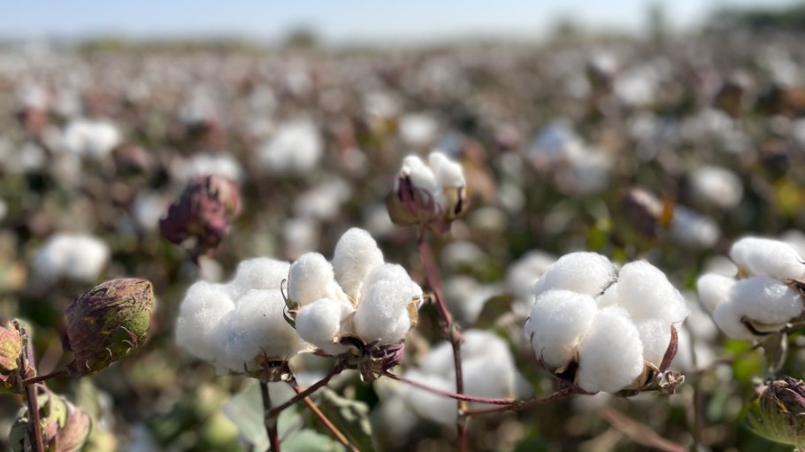 The EU cotton market is divided 80 percent from Greece and 20 percent from Spain.