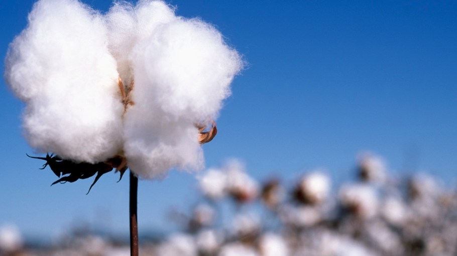 Cotton