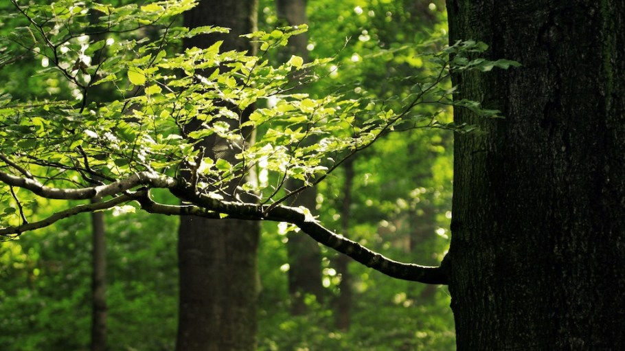 Lenzing's 2022 Sustainability Report covers its progress