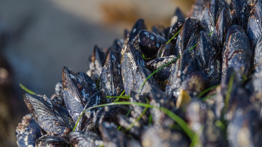 Large rocks near the beach area covered with mussels. Typically, the mussels group by size with smaller ones on the outside. Larger ones, which are older, are better protected on the inside of the formation. Mussels are widely used as bio-indicators to monitor the health of aquatic environments in both fresh water and the marine environments.