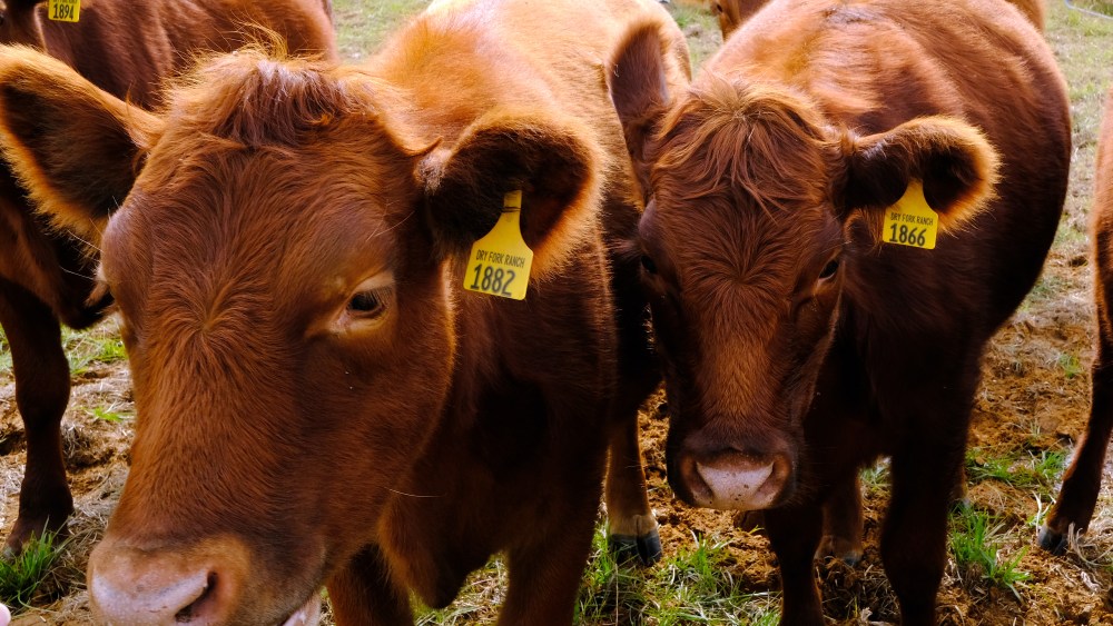 Cows at LVMH's Rochambeau Ranch, which opened in 2019.