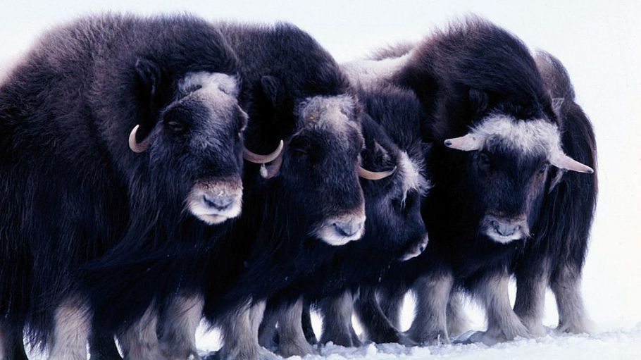 Muskoxen qivuit may be used to spin stronger, lighter, more thermal and warmer textiles for use in the Arctic.