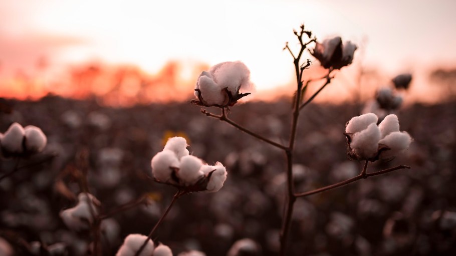 Responsible supply chain network Solidaridad, agricultural certification body Control Union and international regenerative agriculture initiative Regenagri have joined forces to promote the adoption of regenerative farming practices across the globe.