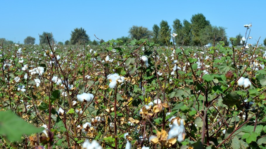 Uzbekistan cotton