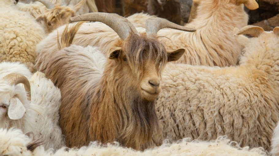 Fashion brands have come under fire from PETA, which has allegedly unearthed cruelty in their cashmere supply chains.