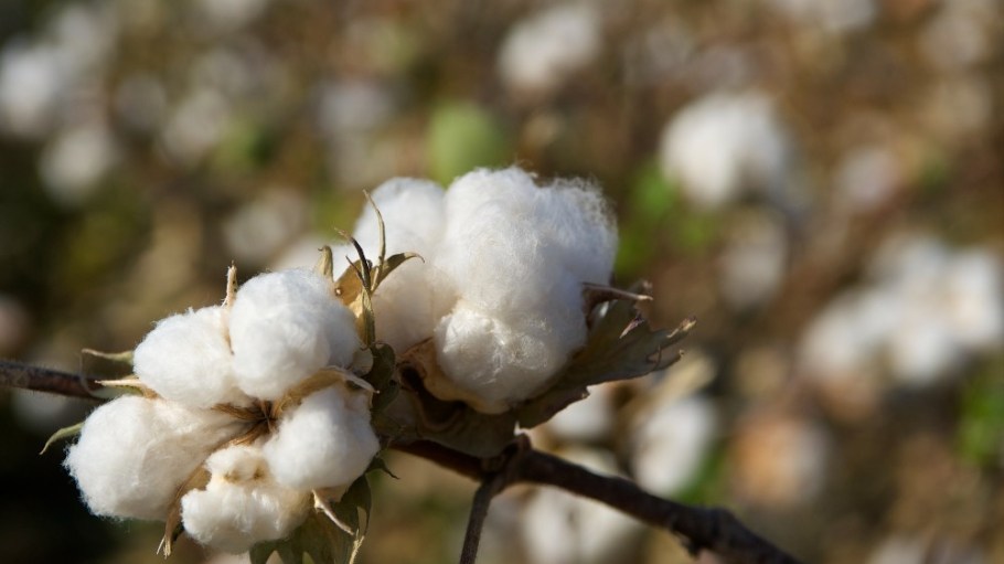 CottonConnect has released a new resource for cotton gins that aims to raise standards for one of the most critical stages of cotton production.