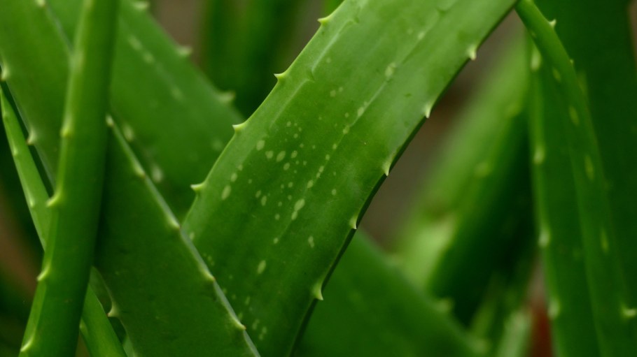 Devan is now adding aloe vera, CBD, avocado oil, vitamins and ginger to fabric coatings.