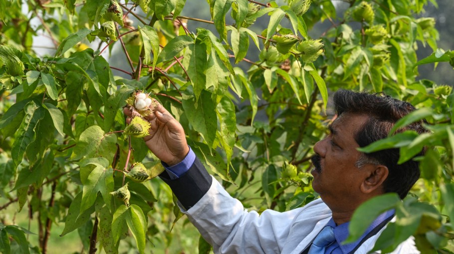 Md Akhteruzzaman, executive director of the Bangladesh Cotton Development Board, looking at the Phuti Carpus cotton plant.