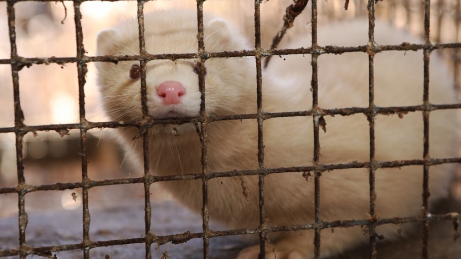 Mink farm