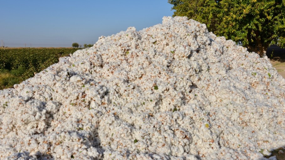 Turkmenistan cotton