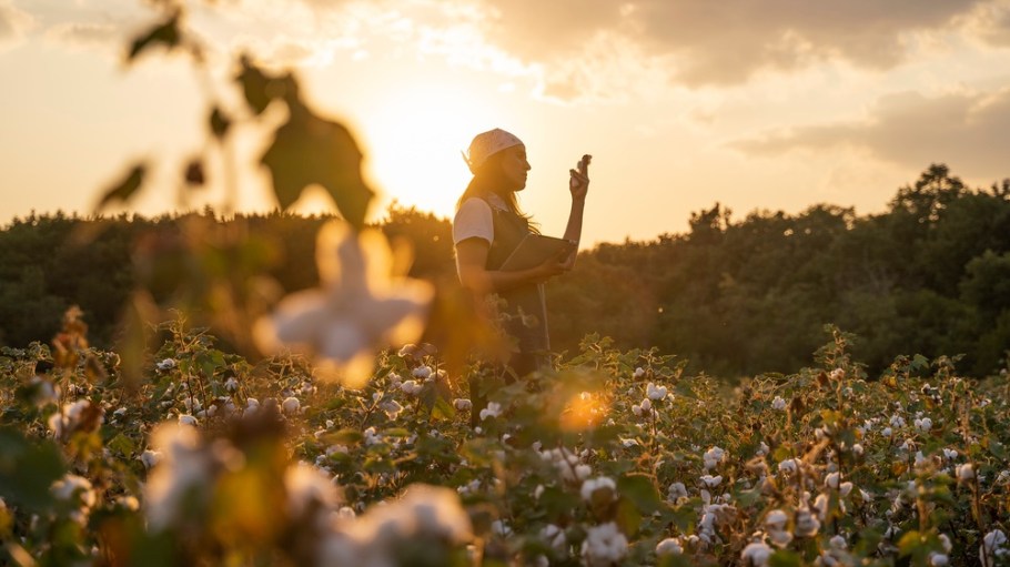 Cotton farming