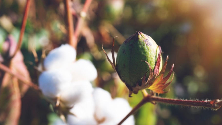 Cotton