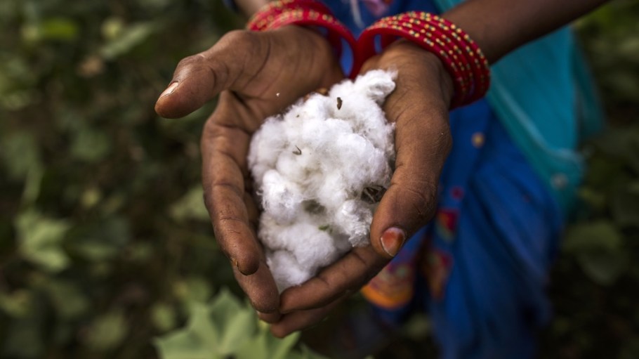 Cotton farming