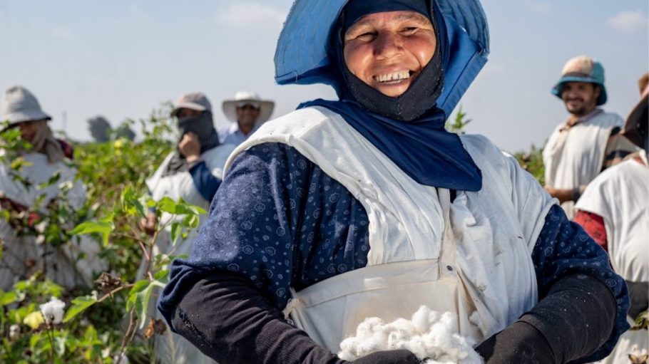 Farmers during the cotton harvest in Kafr ElSheikh, Egypt.