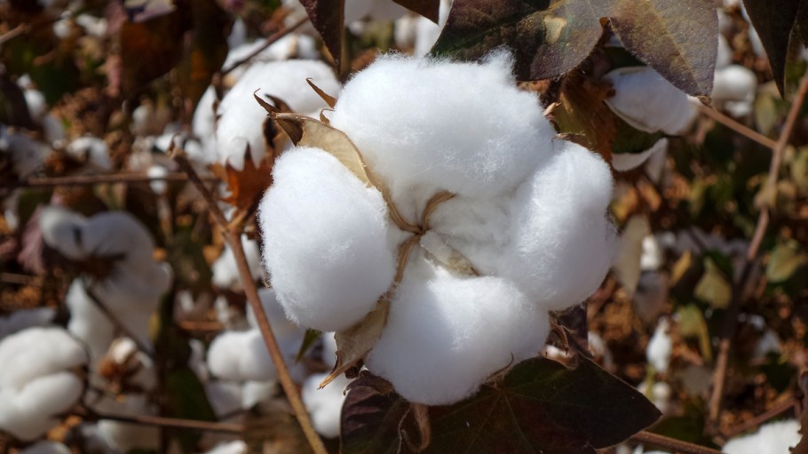 The Aid by Trade Foundation has developed a new standard for sustainable cotton.