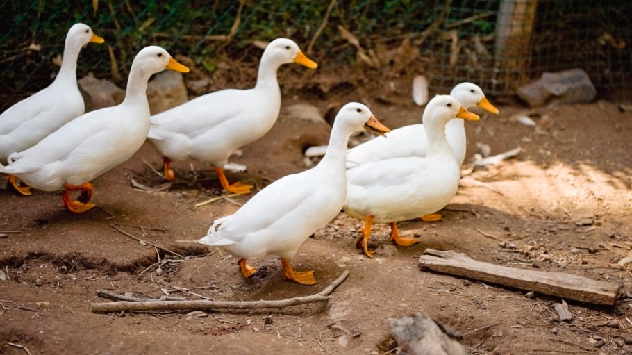 PETA has filed a complaint with the Canadian Competition Competition Bureau stating that Textile Exchange's Responsible Down Standard misleads consumers.