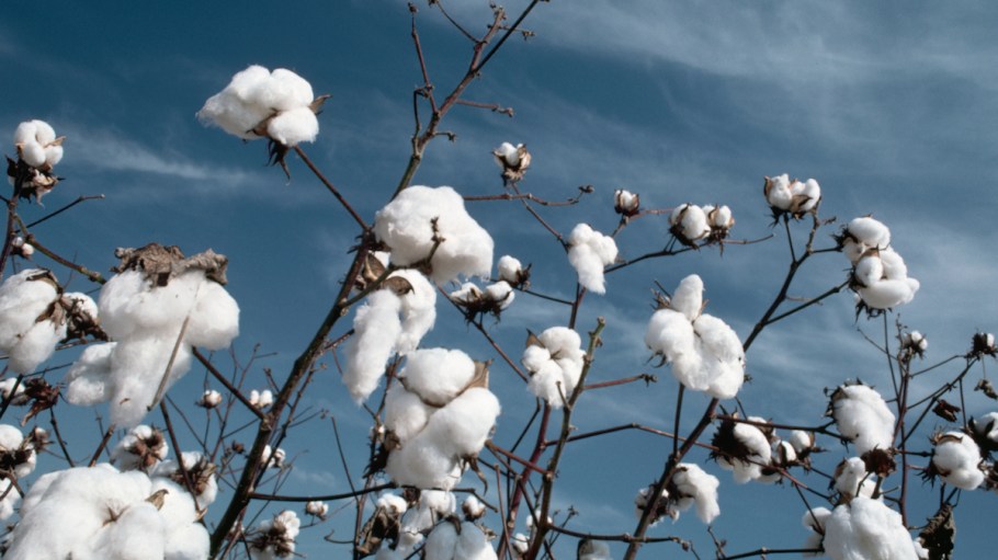 The U.S. Dept. of Agriculture has given a $3.5 million grant to Texas A&M to study organic cotton.