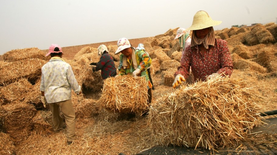 Wheat straw