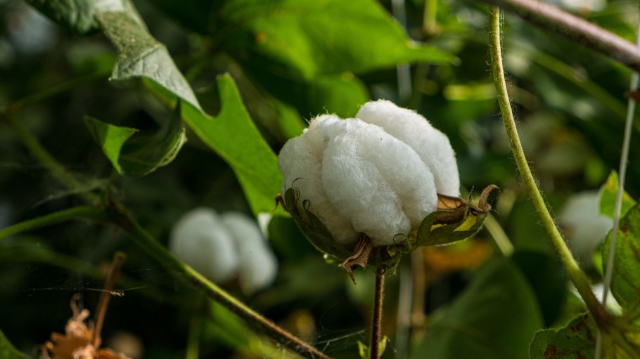 As part of its sustainability strategy, Mango is incorporating regenerative cotton into a capsule collection made possible through partnering with Materra.