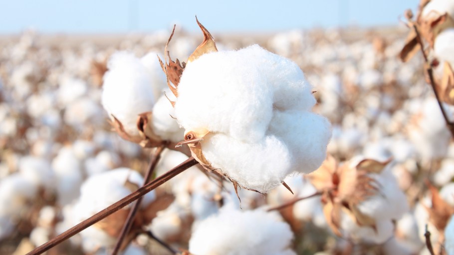 A cotton plant growing in a farmer's field in Frost, Texas