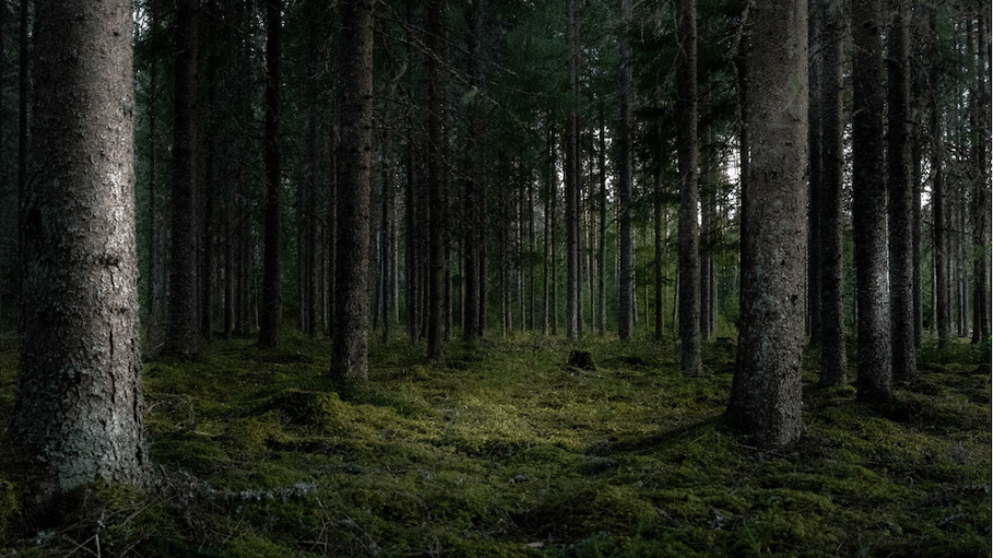trees in the forest