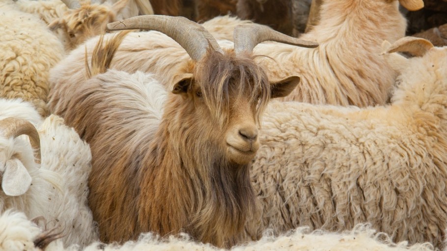 Cashmere goats