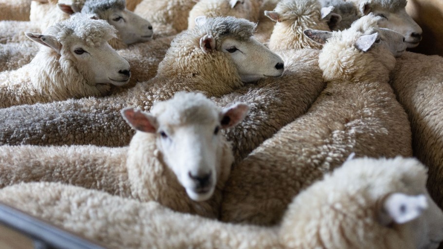 Sheep wait to be sheared.