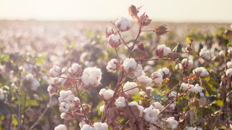 Cotton field