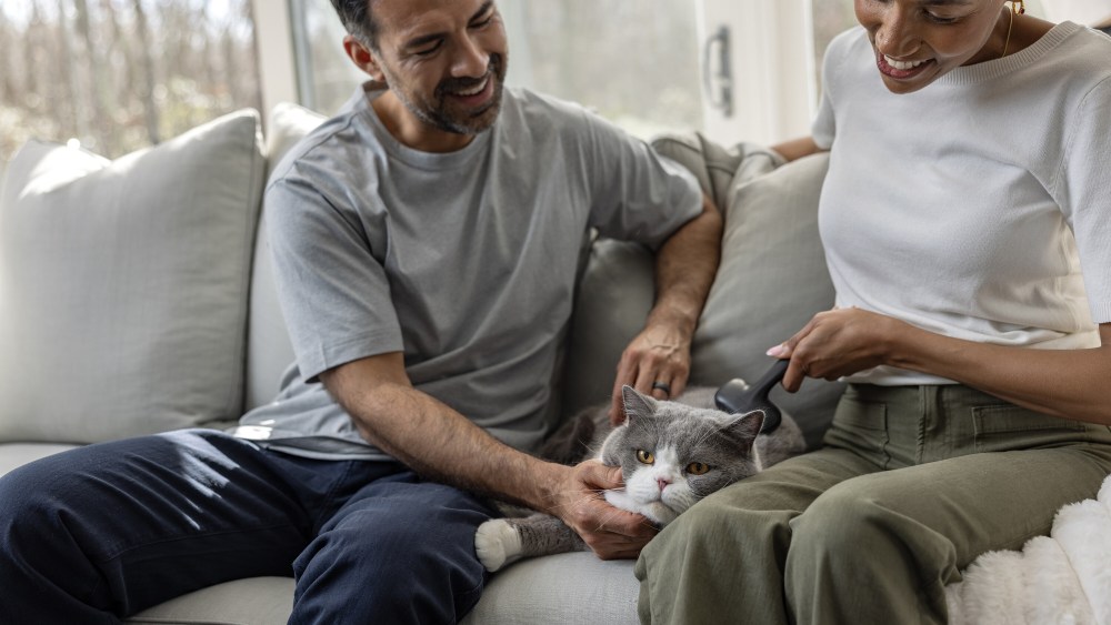 Pet parents brush their cat using Tweezerman's new pet collection.