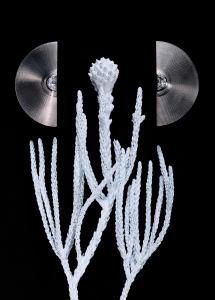 Jade Ruzzo x Platinum Guild Cymbal Earrings in platinum with diamonds.