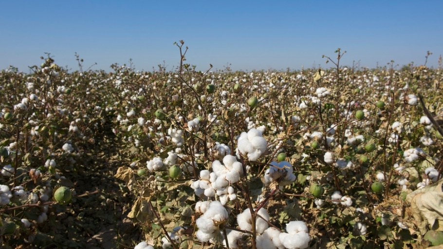Cotton in Uzbekistan