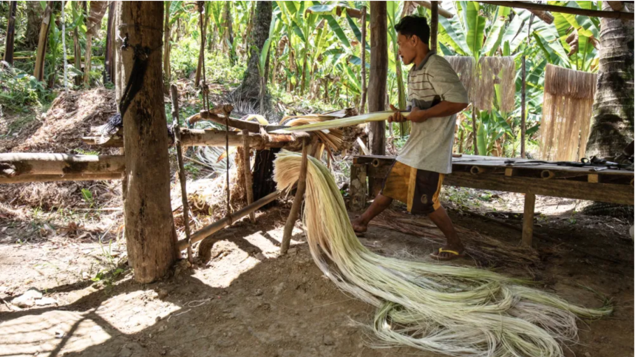 Bananatex uses fiber sourced from the Musa textilis banana to create sustainable, breathable textiles.