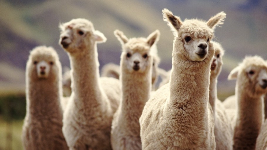 PETA decried Marks & Spencer's reversal of its alpaca wool ban.