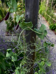 "I’m always inspired by shapes formed in nature, like the winding spirals of sweet pea vines. This collection explores the intersection of these very natural, organic shapes with more manmade, linear structures." — Presley Oldham