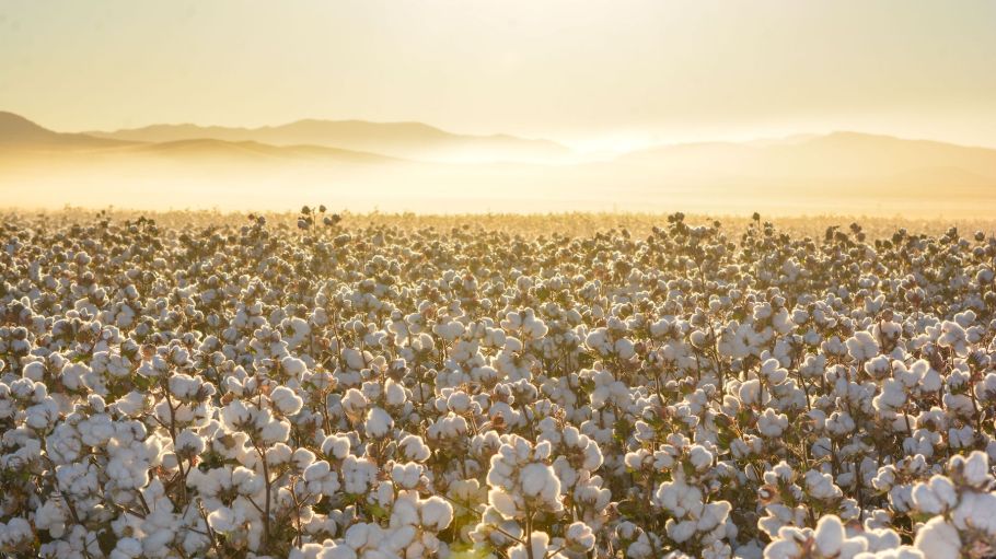 A beautiful landscape of a cotton field on the sunrise in Mexico